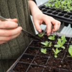Looking after seedlings